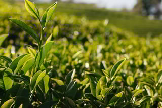 teaser wat is groene thee resized 1